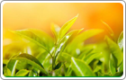 茶葉小知識之保質期